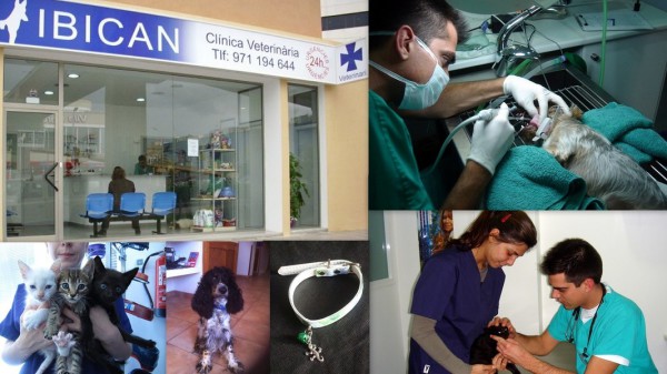 Clinica Veterinària IBICAN Calle Canàrias,  41 (Rotonda Can Misses) 07800   Ibiza (Eivissa)                    ﻿ Telf.  (+34)  971 194 644   Clínica veterinaria que cuenta con el mejor equipamiento